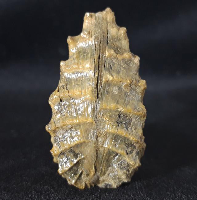 Scaphotrigonia navis (LAMARCK 1819) - Bild &copy; FossNet FossilienStore